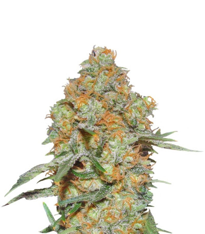 Семена сорта Grapefruit auto fem (FastBuds)