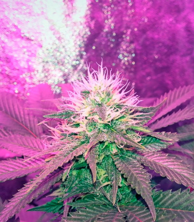 Семена сорта American Pie fem (Pyramid Seeds)