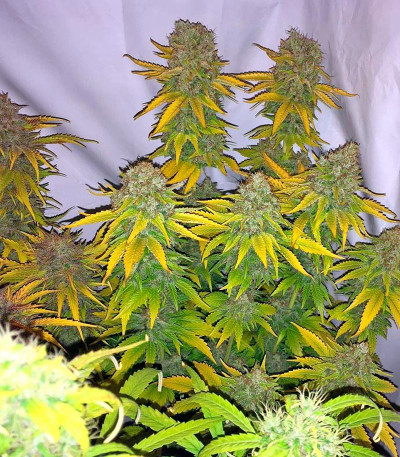 Семена сорта Ice reg (Nirvana Seeds)