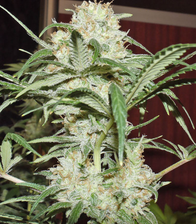 Семена сорта Super Lemon Haze fem (Семяныч)