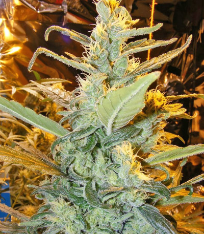 Семена сорта Black Widow fem (Семяныч)