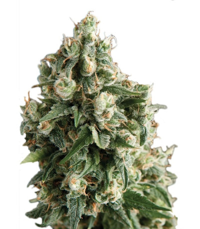 Семена сорта Lennon fem (Pyramid Seeds)