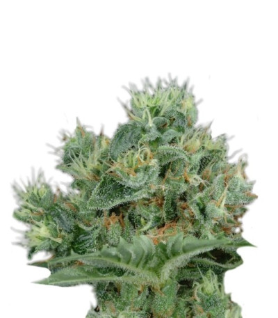 Семена сорта The Doctor fem (Green House Seeds)