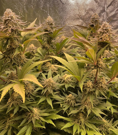 Семена сорта Banana Purp fem (Medical Seeds)