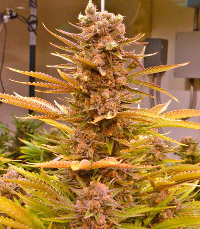 Семена сорта Smile fem (Kannabia Seed Company)