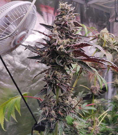 Семена сорта Pink Sunset by Sherbinskis fem от Silent Seeds