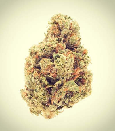 Семена сорта Royal Gorilla (Royal Queen Seeds)