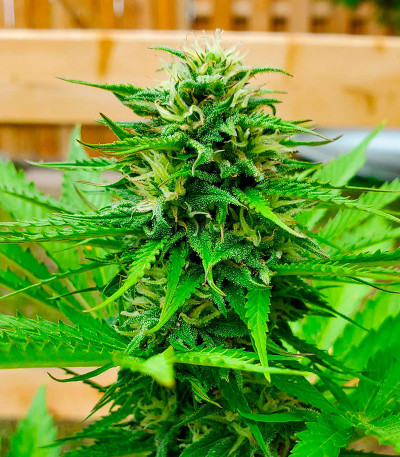 Семена конопли сорта Snow Star Auto