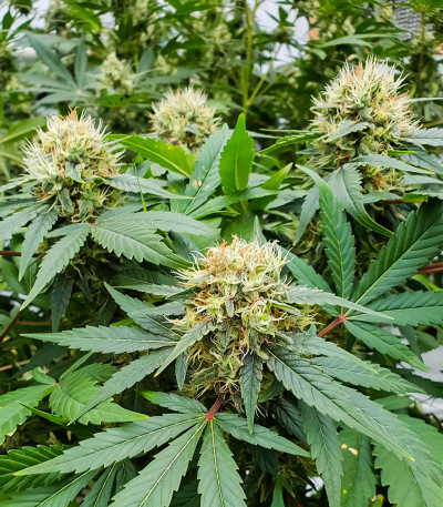 Семена сорта Stromboli Auto fem (Paradise Seeds)