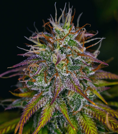 Семена сорта Blueberry OG fem (AlphaFem Seeds)