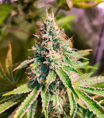 Семена сорта Frosted Guava fem (Original Sensible Seeds)