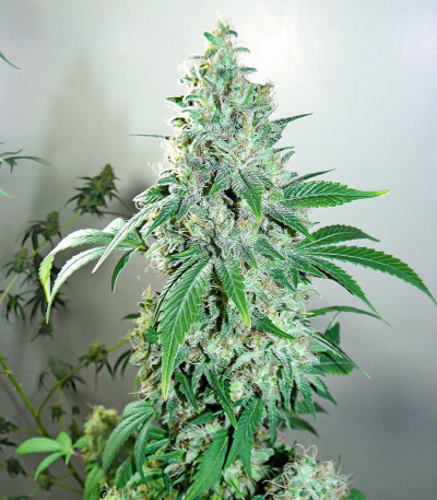 Семена сорта Shiskaberry fem (Семяныч)