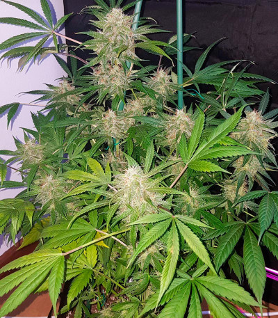 Семена сорта Auto Northern Lights XXL fem (00 Seeds)