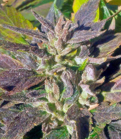 Семена сорта OG Kush (Dinafem Seeds)