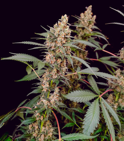 Семена сорта Black Muffin F1 Fast Version fem (Sweet Seeds)