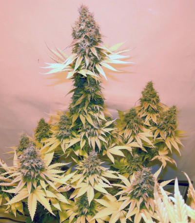 Семена сорта Critical fem (Royal Queen Seeds)