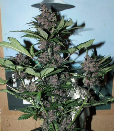 Семена сорта LSD-25 Auto fem