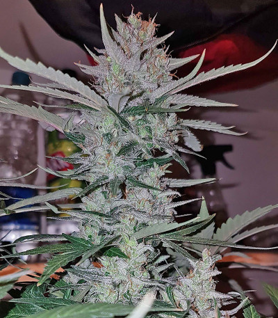 Семена сорта Peyote Cookies fem (Barney's Farm)