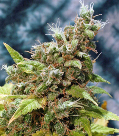 Семена сорта Point of No Return reg