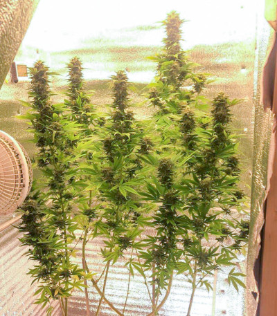 Семена сорта Afghan Kush fem (Семяныч)