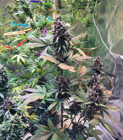 Семена сорта Devil Cream Auto fem (Sweet Seeds)