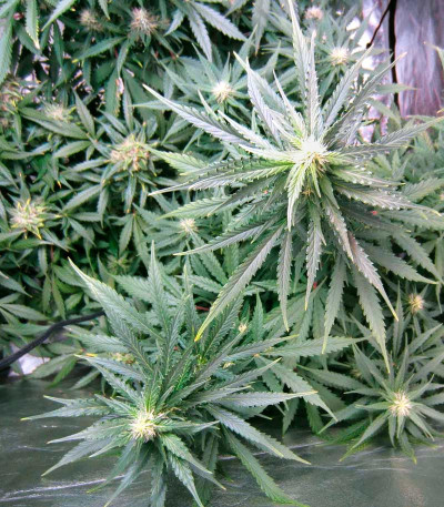 Семена сорта Jock Horror Automatic fem (Nirvana Seeds)