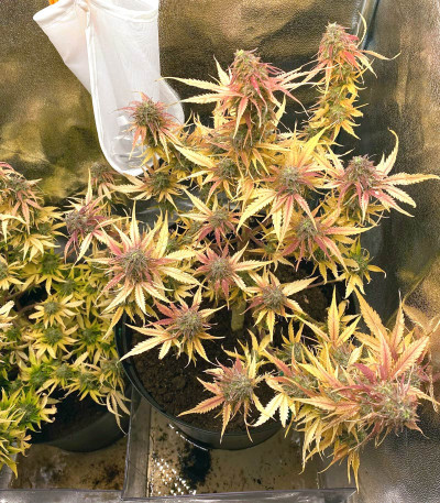Семена сорта Northern Lights x Big Bud Auto fem (World of Seeds)