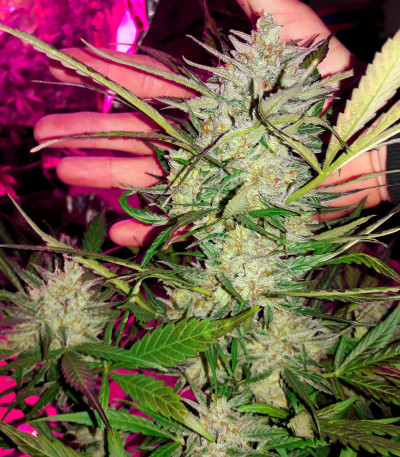 Семена сорта Northern Lights x Big Bud Auto fem (World of Seeds)