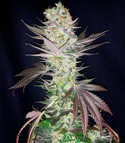 Семена сорта Jealousy fem (7CH American)