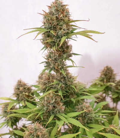 Семена сорта Auto Lemon Kix fem (Dutch Passion)