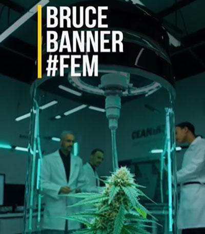 Семена сорта Bruce Banner # fem (AlphaFem Seeds)