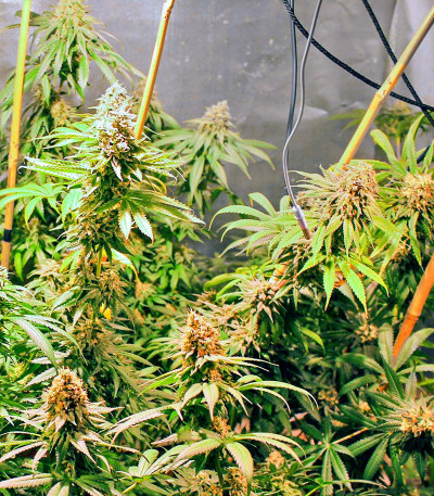 Семена сорта Cookies Gelato fem (Royal Queen Seeds)