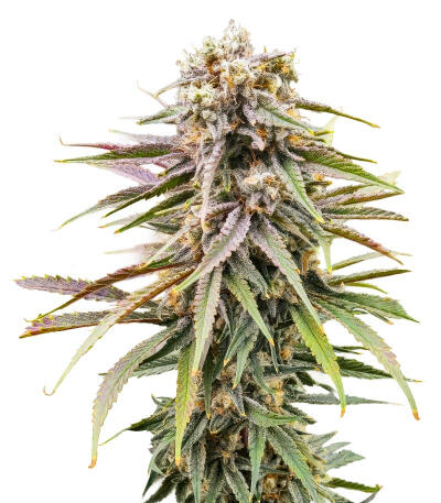 Семена сорта Purple Punch F1 fem (Seedkeepers)