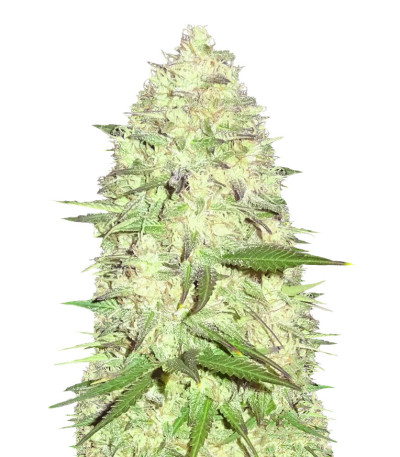 Семена сорта Maya Gold fem (Sumo Seeds)