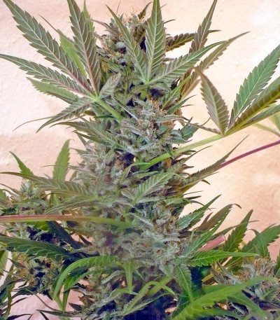 Семена сорта Chrystal fem (Nirvana Seeds)