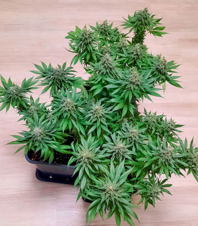 Семена сорта Eleven Roses fem (Delicious Seeds)