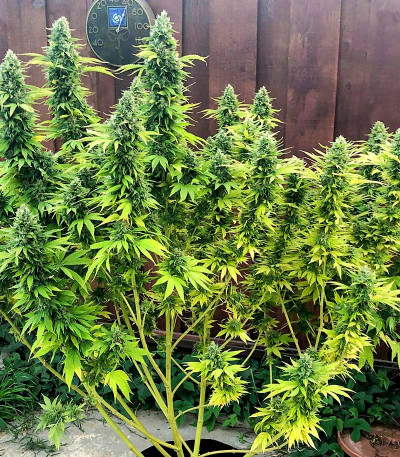 Семена сорта Gorilla Glue #4 fem (Blimburn Seeds)