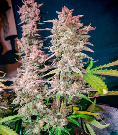 Семена сорта Gorilla Berry Auto fem
