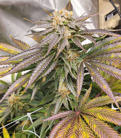 Семена сорта Grandaddy Banner fem (AlphaFem Seeds)
