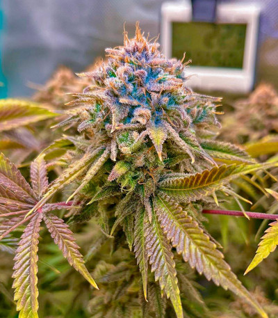 Семена сорта Lemon Mandarin fem (FastBuds)