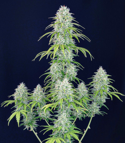 Семена сорта Orange Sherbet Auto fem (FastBuds)