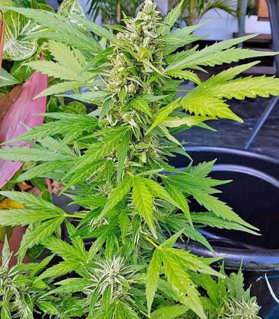 Семена сорта Original Amnesia Autoflowering fem (Dinafem Seeds)