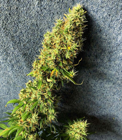 Семена сорта Royal Runtz fem (Royal Queen Seeds)
