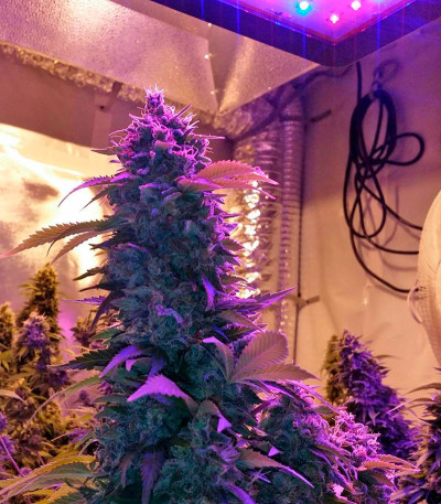 Семена сорта Strawberry Cake fem (Heavyweight Seeds)