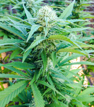 Семена сорта WiFi Kush fem (AlphaFem Seeds)