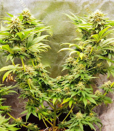 Семена сорта Ultimate Chemdog Fast Version fem (Семяныч)