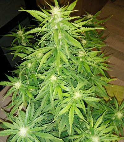 Семена сорта Delicious Candy Auto fem (Delicious Seeds)
