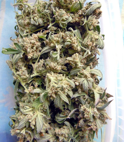 Семена конопли Laughing Buddha