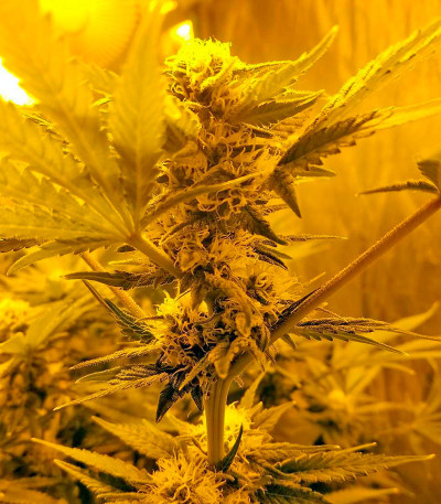 Семена сорта Northern Lights fem (00 Seeds)