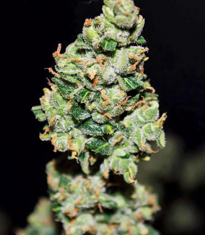 Семена сорта CBD Auto 1:1 auto fem (FastBuds Seeds)